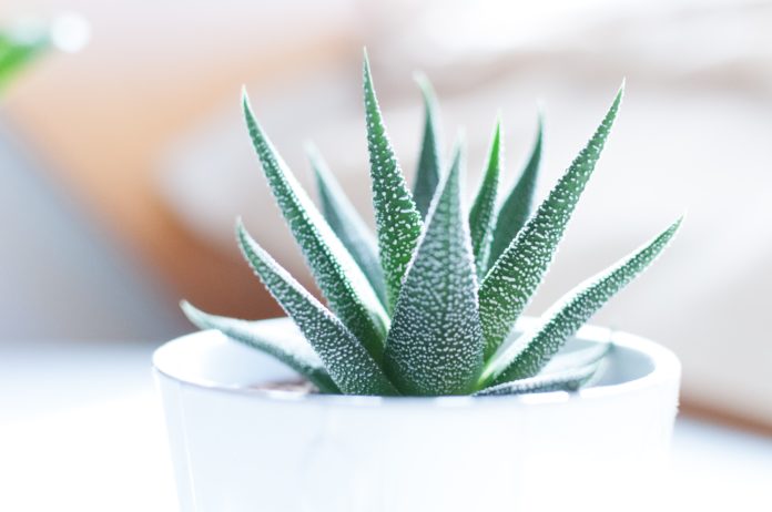 aloes właściwości aloes właściwości