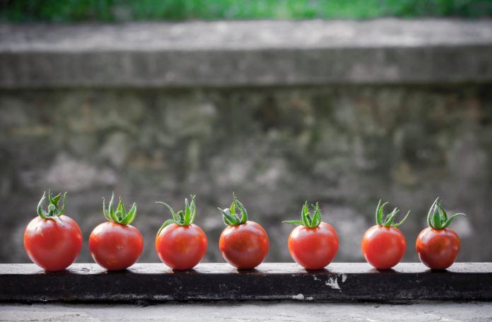 Pomidorki cherry ułożone na desce